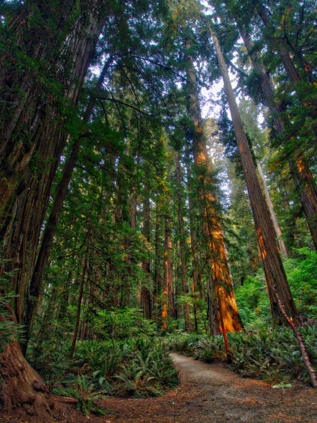 istock Forest with trees and fern background 942747434