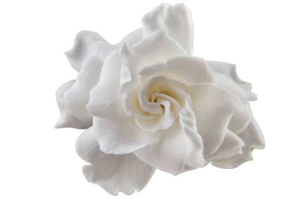 schöne weiße blume gardenia auf weißem hintergrund - gardenie stock-fotos und bilder