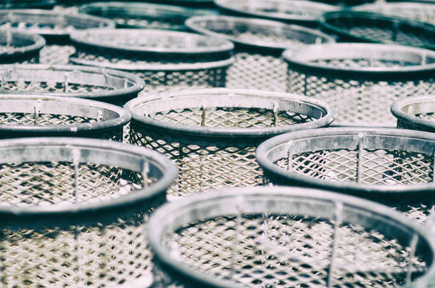 A old egg collecting basket  sitting unused in an even older wheelbarrow.