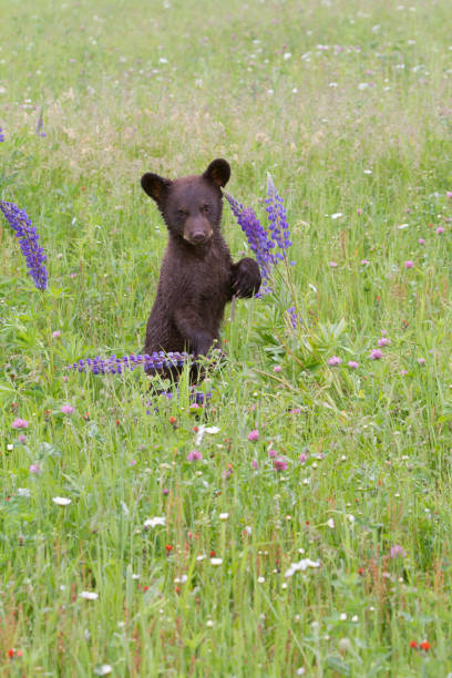 istock Black Bear Cub PLaying in Lupine Flowers 942755032