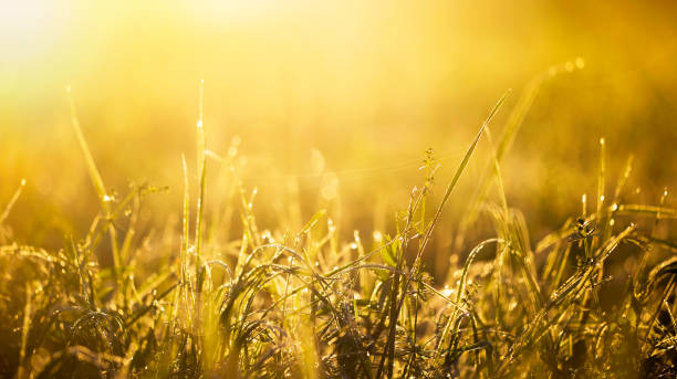 istock Summer, summertime concept - sunrise banner 942755372