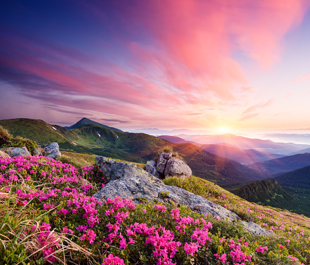 Summer landscape. Flowers of pink rhododendron in the mountains. Beautiful dawn. View of Goverla Mountain, Carpathian, Ukraine, Europe