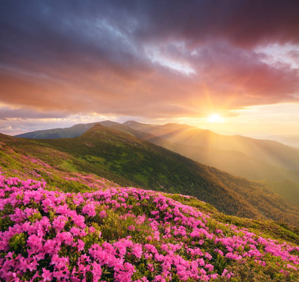 istock Mountain landscape with pink flowers at sunset 942759810