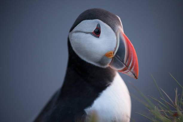 istock Beautiful bird puffin in Iceland 942765394