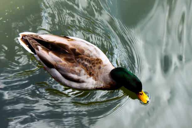 Top view of mallard duck swimming and making a  wake