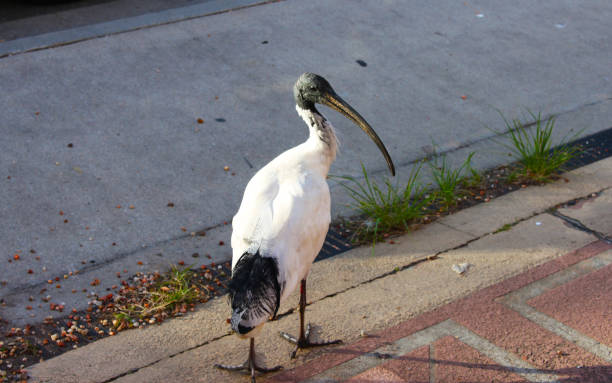 istock A large white Bird - Australian White Ibis on sidewalk 942768936