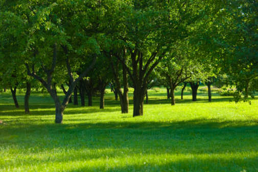 well-tended garden