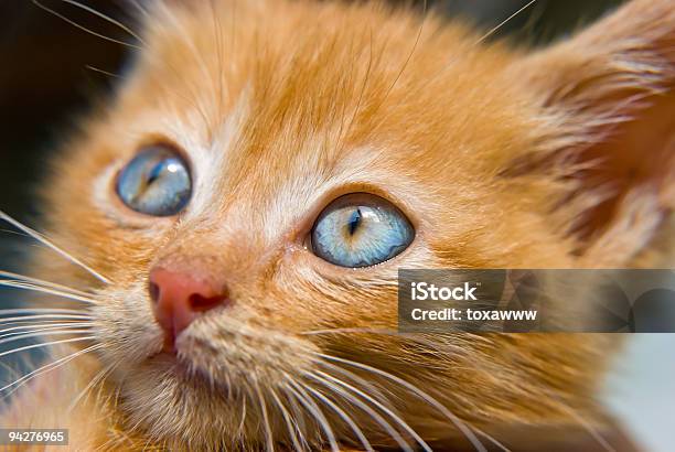 Gattino Rosso - Fotografie stock e altre immagini di Amicizia - Amicizia, Animale, Animale da compagnia