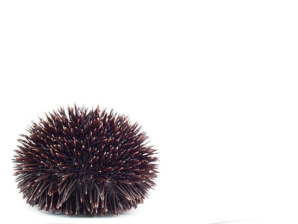 Sea Urchin  sea urchin stock pictures, royalty-free photos & images