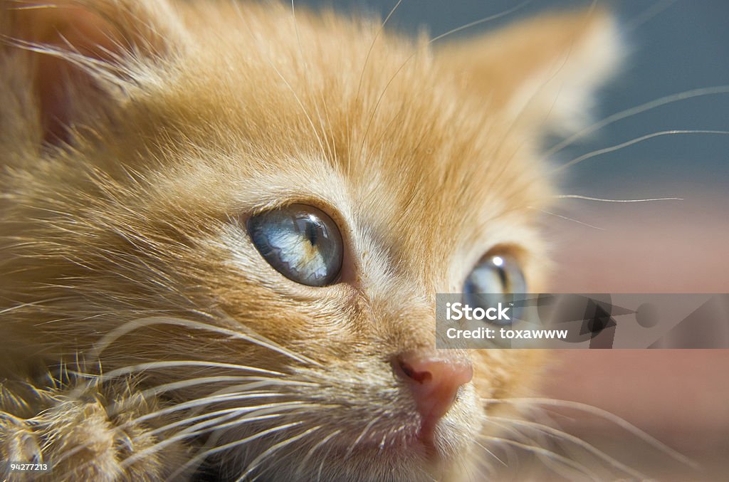 Getigerte Katze - Lizenzfrei Blau Stock-Foto