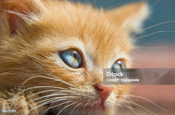 Getigerte Katze Stockfoto und mehr Bilder von Blau - Blau, Domestizierte Tiere, Extreme Nahaufnahme