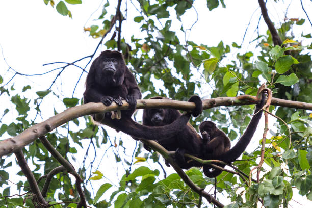 istock howler monkeys in the trees 942773616
