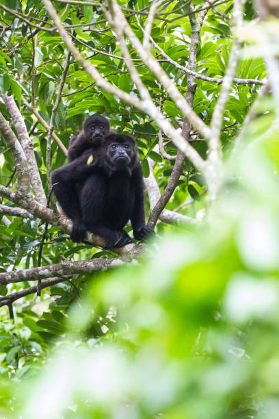 istock howler monkeys in Costa Rica 942773880