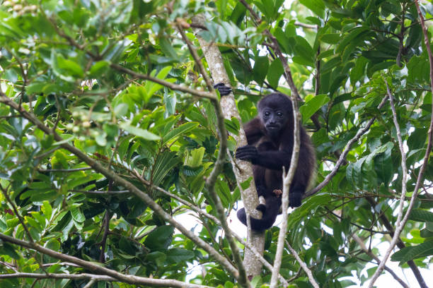 istock howler monkeys in Costa Rica 942773896