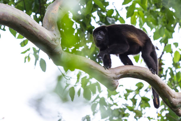 istock howler monkeys in Costa Rica 942773910