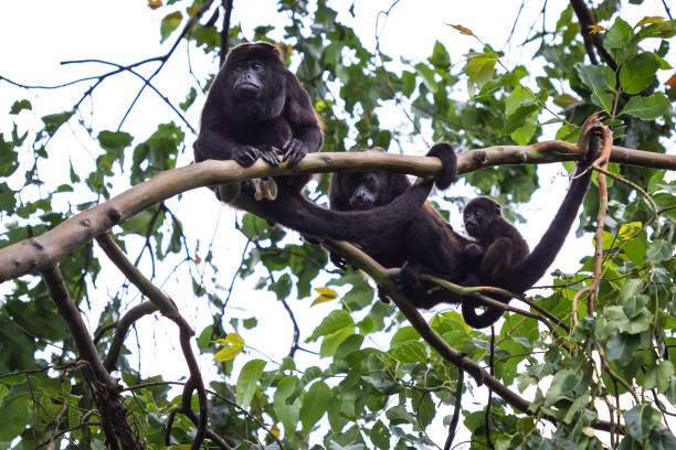 istock howler monkeys in Costa Rica 942773958