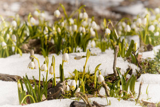 istock Spring snowflake with snow, Leucojum Vernum 942774768