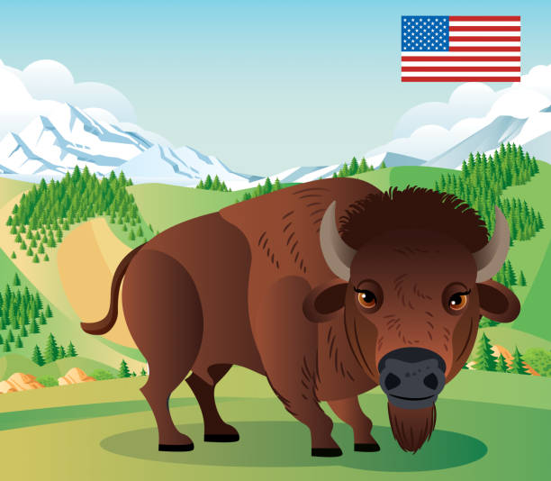 illustrations, cliparts, dessins animés et icônes de bison d’amérique et yellowstone park - prairie grass southwest usa usa colorado