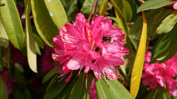 istock Rhododendron Henrys Red closeup 1. 942777162