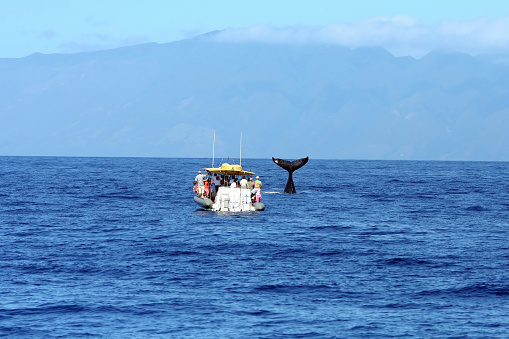 Avistamiento de ballenas en Costa de Maui, Hawai photo