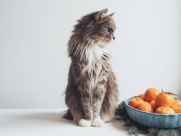 Cute kitten sits on a table near fir branches