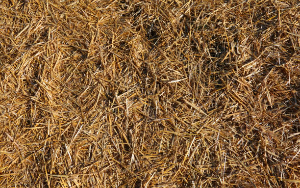 istock dried straw and barn hay 942778304
