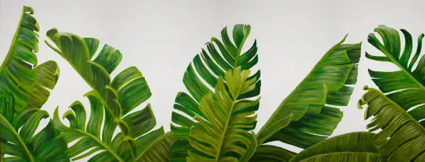 Exotic tropical green banana leaves. Hand drawn acrylic painting on white background