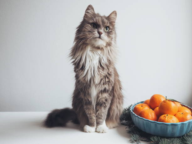 istock Cute kitten sits on a table near fir branches 942778844