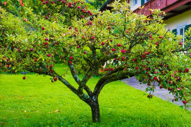 Fruit tree in garden