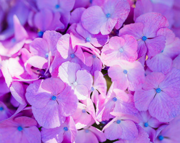istock Close Up Of Purple Hydrangea Flower With Sunlight 942785000