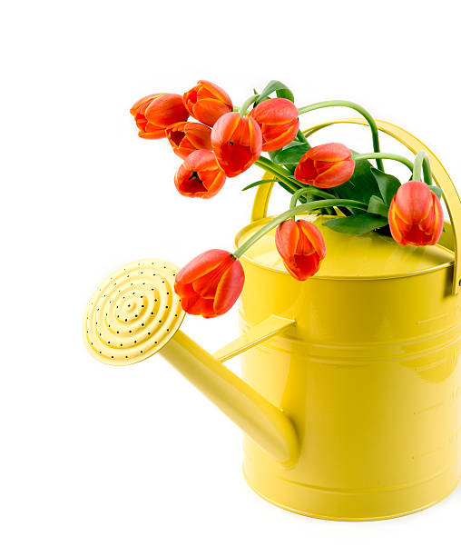 istock tulips in yellow watering can 94278525