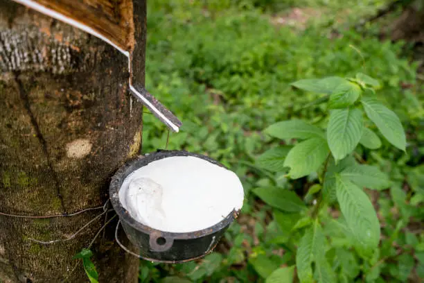 Close-up of rubber tapping and the lush undergrowth in the background