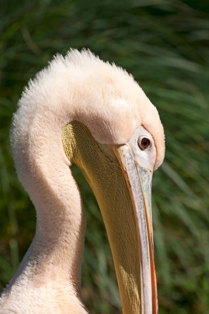 istock Beak of an pelican 942785400