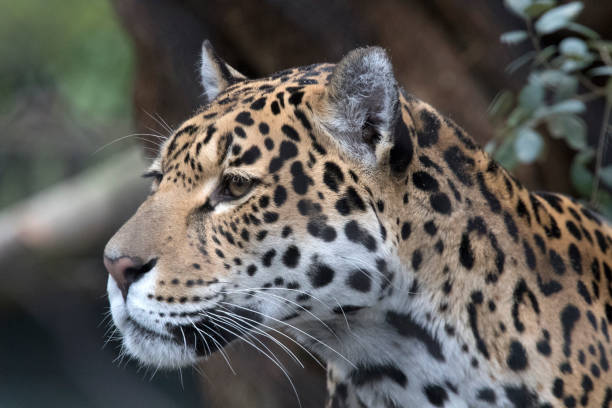 istock Headhot of a jaguar predator 942788208