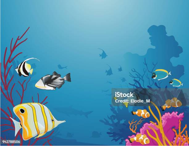 Sea Life Stock Illustration - Download Image Now - Tropical Fish, Clown Fish, Anemonefish