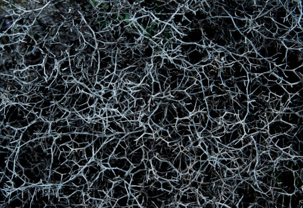 Grey natural abstract background Grey abstract background. Top view. Grey bush with thorns. thorn photos stock pictures, royalty-free photos & images