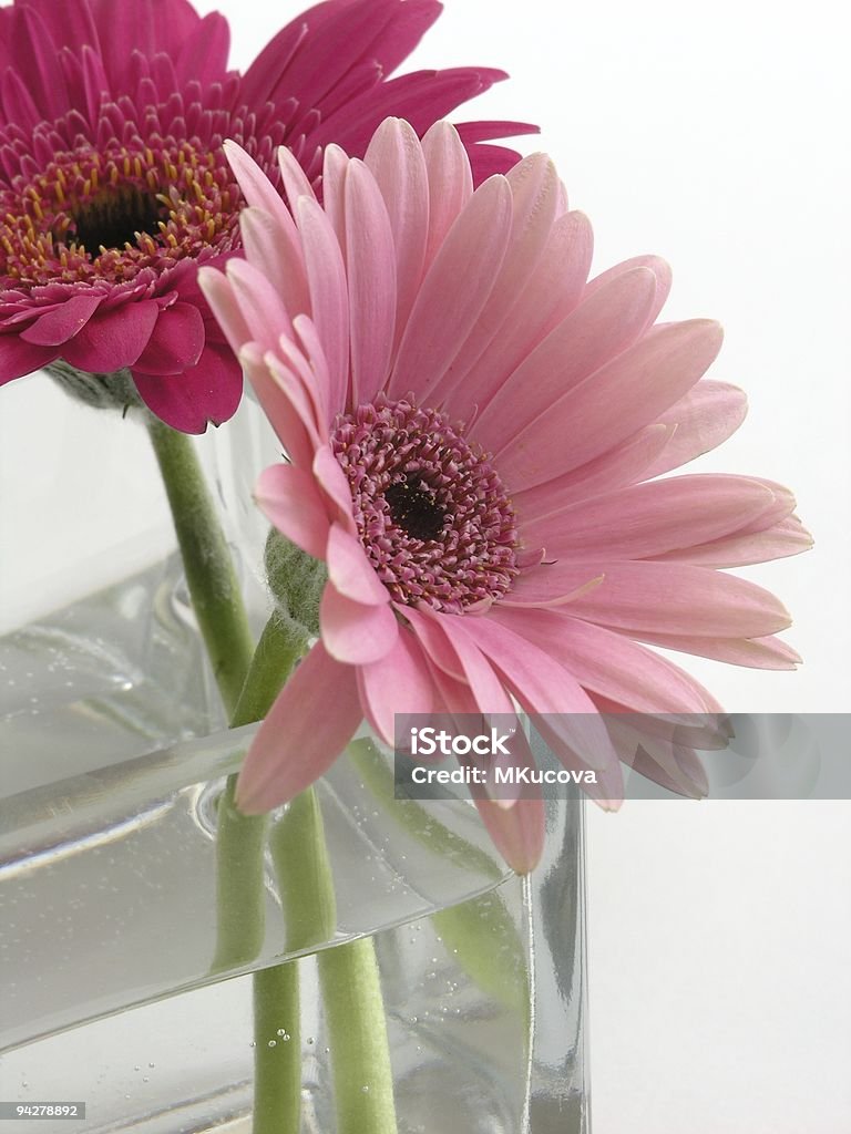 Pink flowers Flowers in a vase Affectionate Stock Photo