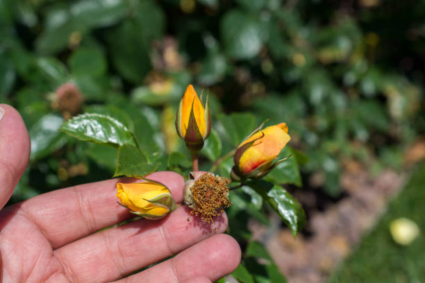 istock Flower without petals in the garden 942791926