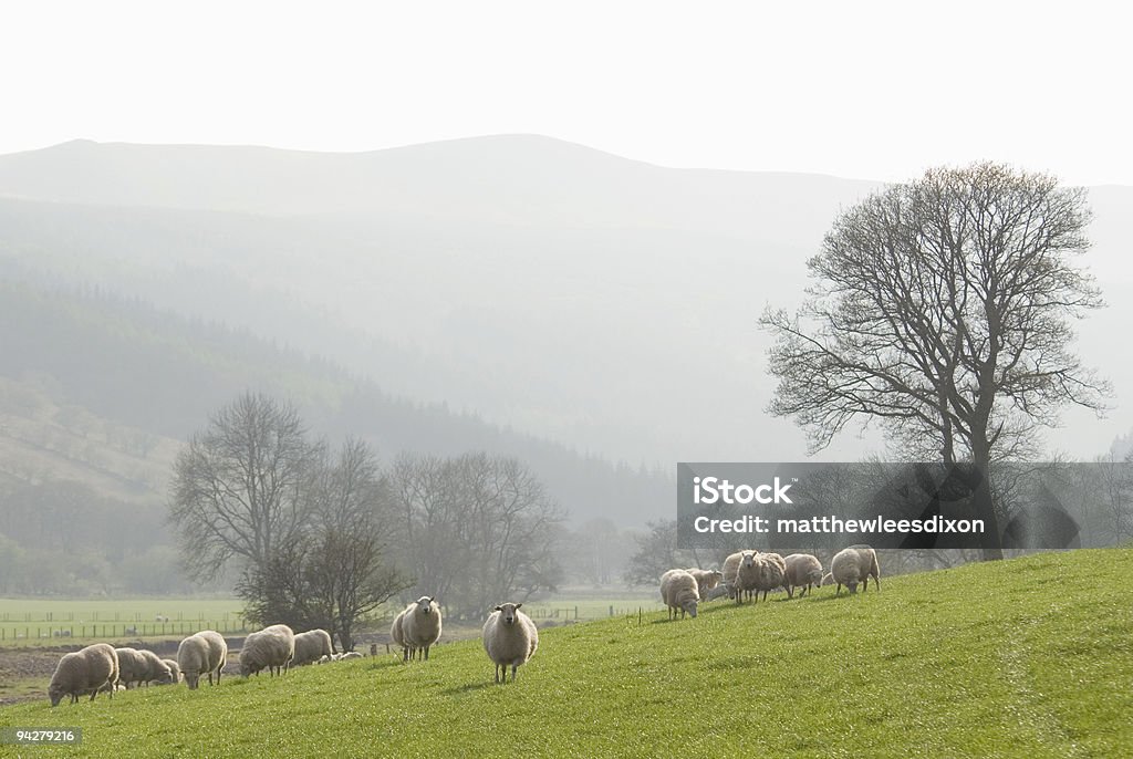 Farm e montagne - Foto stock royalty-free di Agnello - Animale