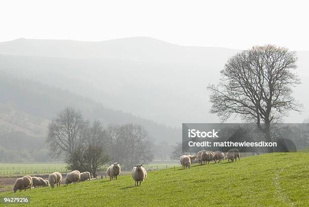 Farm E Montagne - Fotografie stock e altre immagini di Agnello - Animale - Agnello - Animale, Agricoltura, Albero