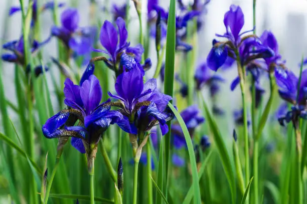 Blue iris flowers and green background, spring