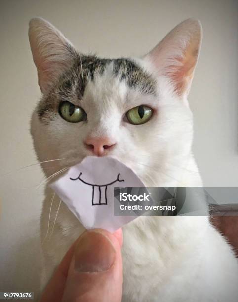 Cat Smile Stock Photo - Download Image Now - Domestic Cat, Humor, Smiling