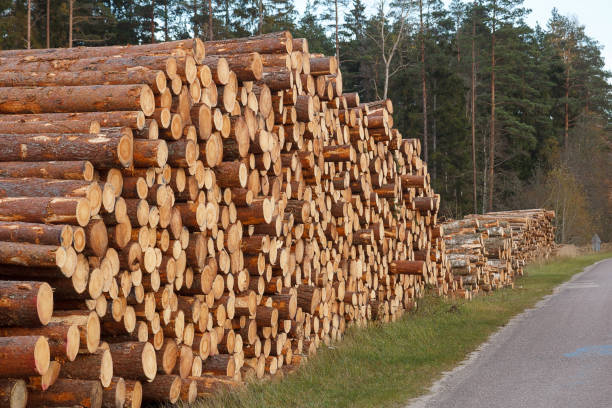 istock pile of logs 942793724