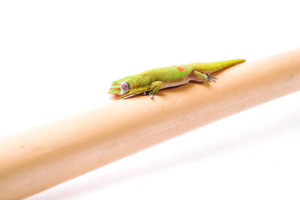 istock Gold Dust Day Gecko - Phelsuma Laticauda on isolated white background 942793800