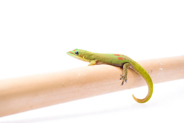 istock Gold Dust Day Gecko - Phelsuma Laticauda on isolated white background 942793804