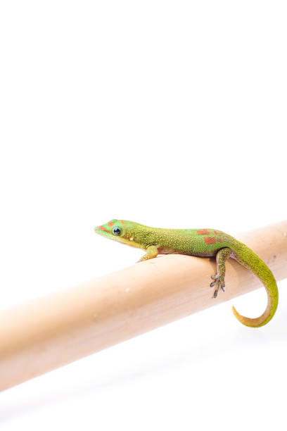 istock Gold Dust Day Gecko - Phelsuma Laticauda on isolated white background 942793816