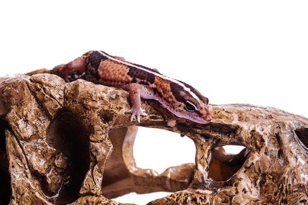 African Fat-Tailed Gecko on rock isolated white background stock photo