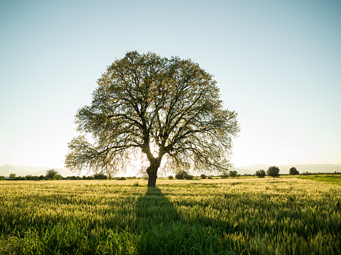 Large oak tree in field during springtime. Shot in sunset backlit with a medium format camera. No people are seen in frame.