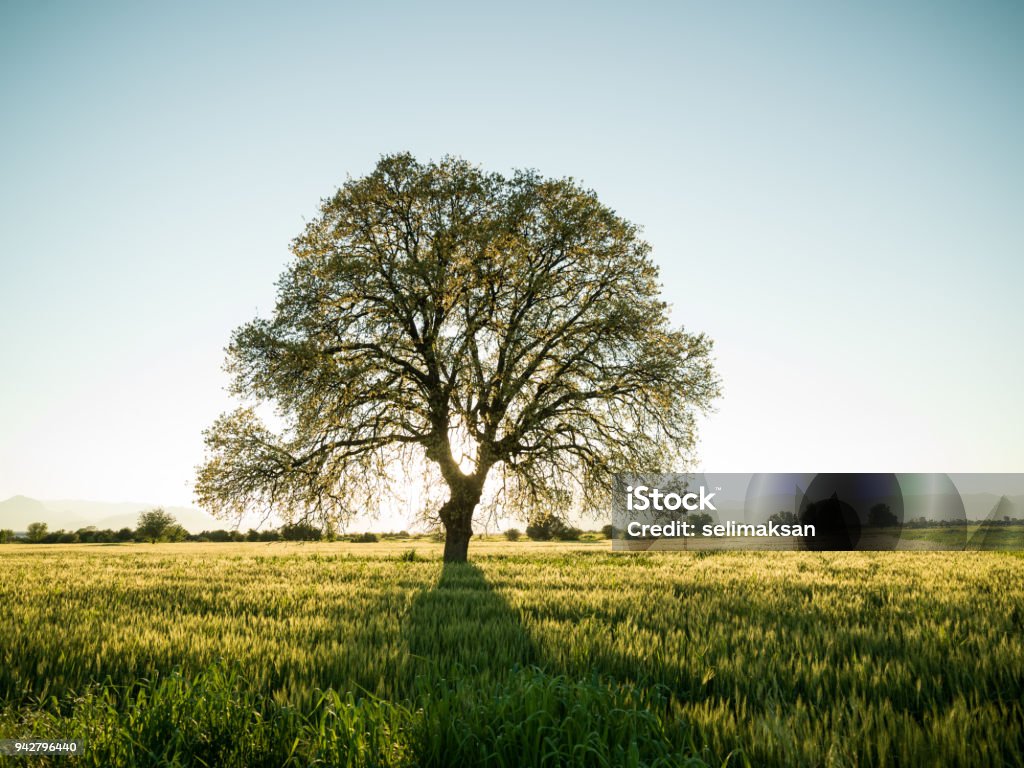 Large Oak Tree In Sunset Large oak tree in field during springtime. Shot in sunset backlit with a medium format camera. No people are seen in frame. Tree Stock Photo