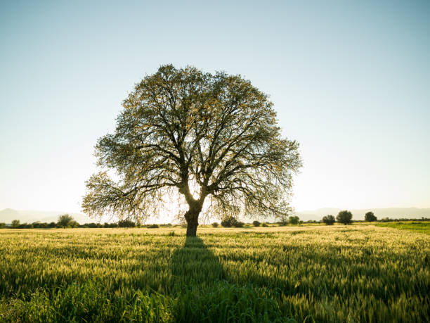 Large Oak Tree In Sunset Large oak tree in field during springtime. Shot in sunset backlit with a medium format camera. No people are seen in frame. oak wood grain stock pictures, royalty-free photos & images